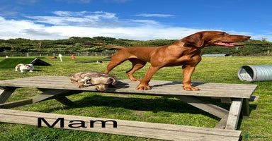 Hungarian Vizsla dogs Beautiful Hungarian vizsla puppies  - Advert 8