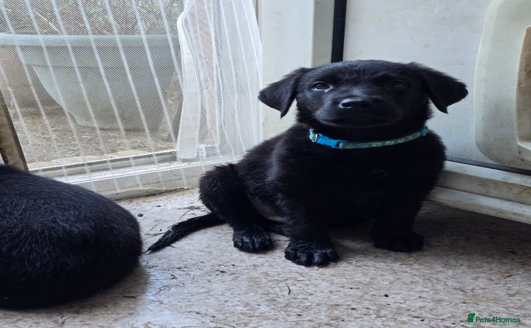 Labrador Retriever dogs - Advert 7