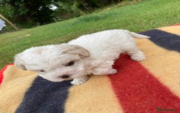 Mixed Breed dogs for sale: Bolonoodle Puppies  - Image 12