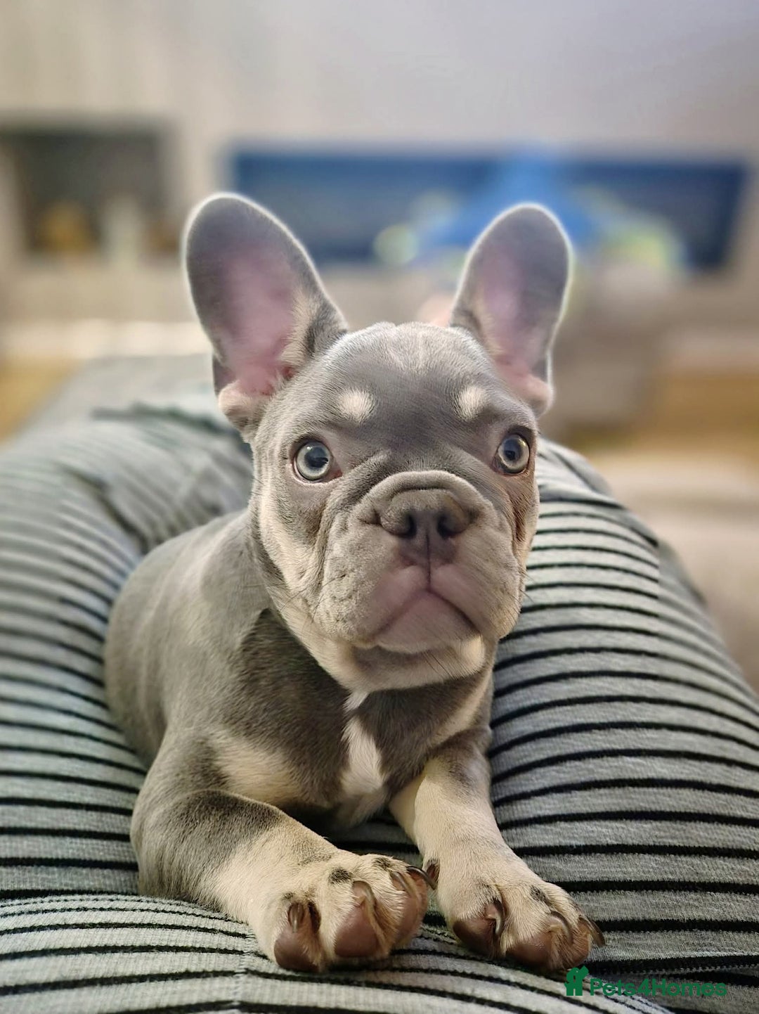 French Bulldog dogs for sale: 🐾 Girl French Bulldog [15 Weeks Old] 🐾  - Image 1