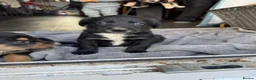 Mixed Breed dogs for sale: 4 beautiful Sprollie pups available  - Advert 4