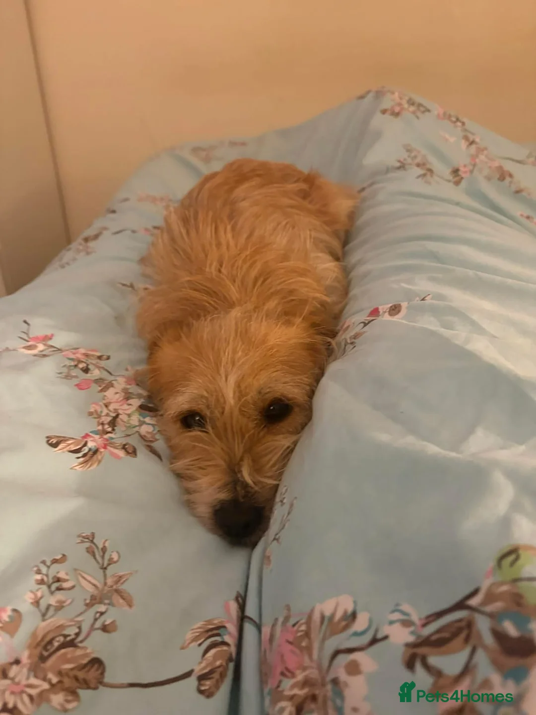 Mixed Breed dogs for adoption: Yara - Norwich Norfolk  - Advert 19