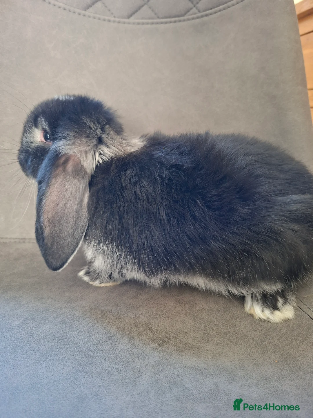 French Lop rabbits for sale: Pure bred French Lop babies - Advert 6