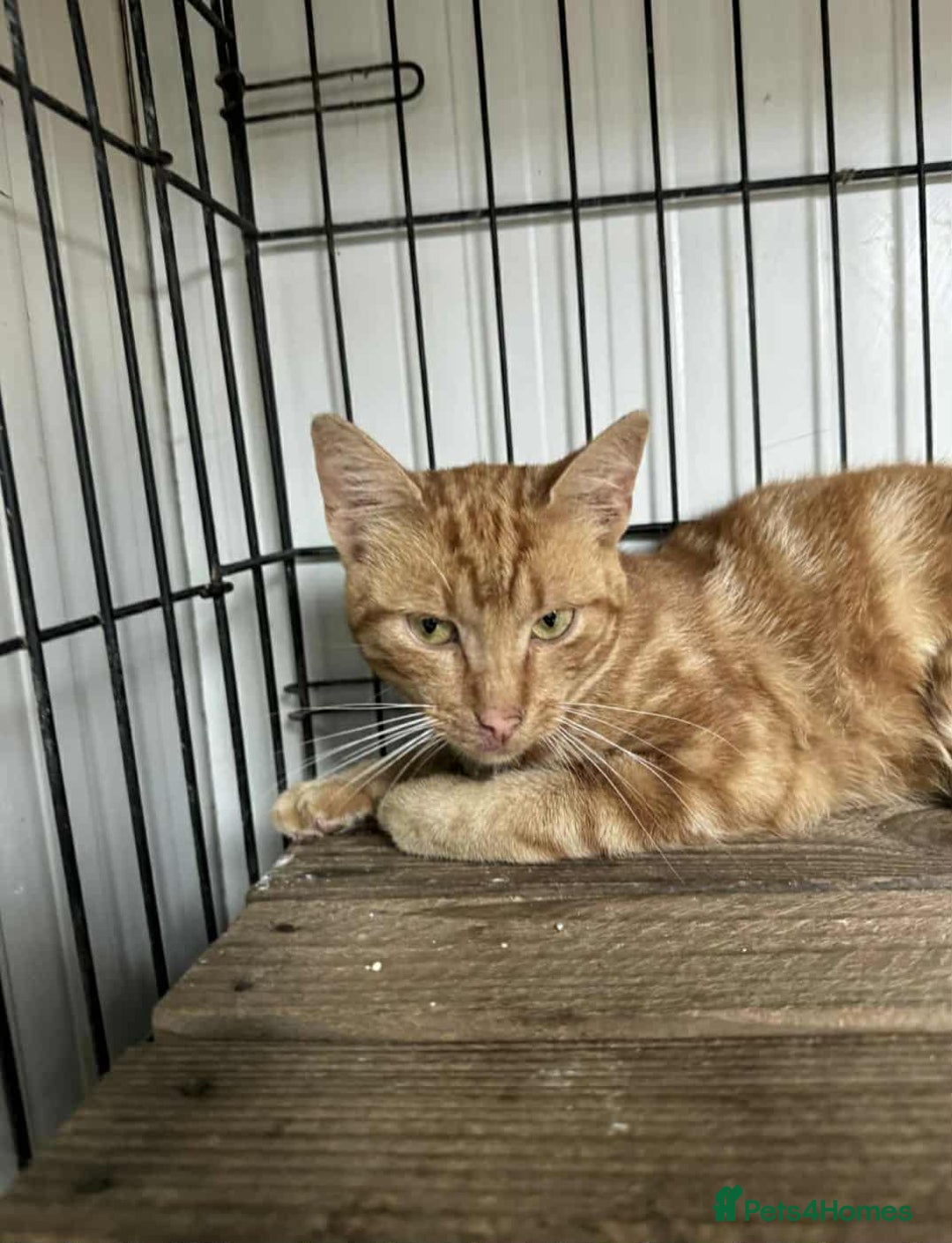 Mixed Breed cats for adoption: Pizza  - Image 5