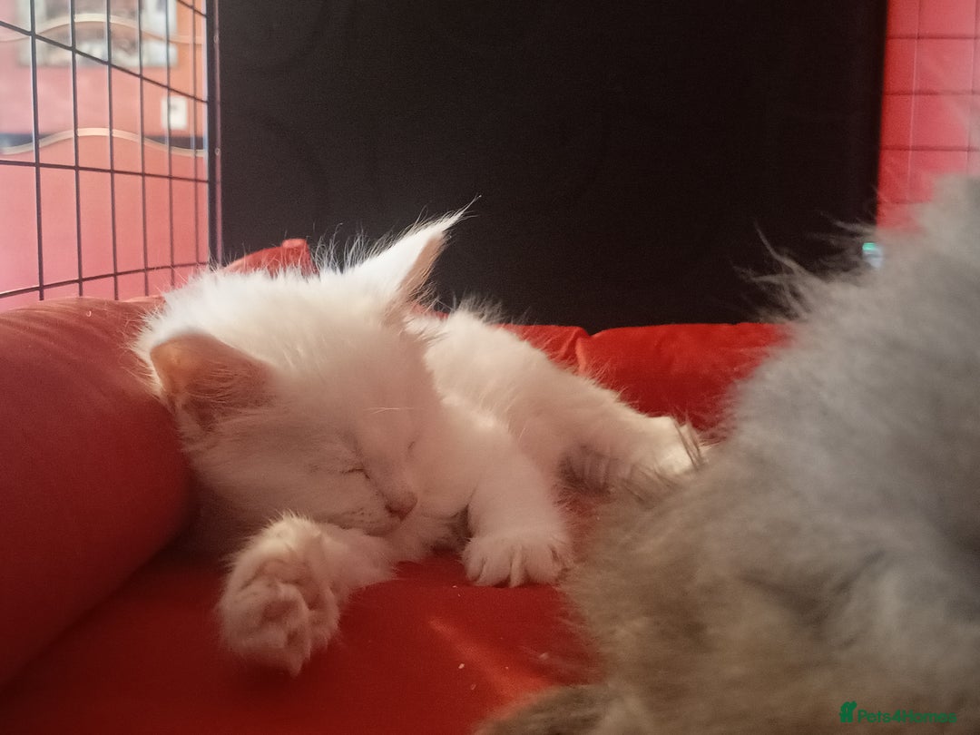 Maine Coon cats for sale: Maine Coon kittens in Manchester  - Image 23