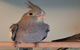 Cockatiels birds for sale: Hand reared baby cocktails very tame and ready  - Image 9