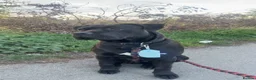 Cane Corso dogs for sale: Cane corse  in Wakefield - Advert 1