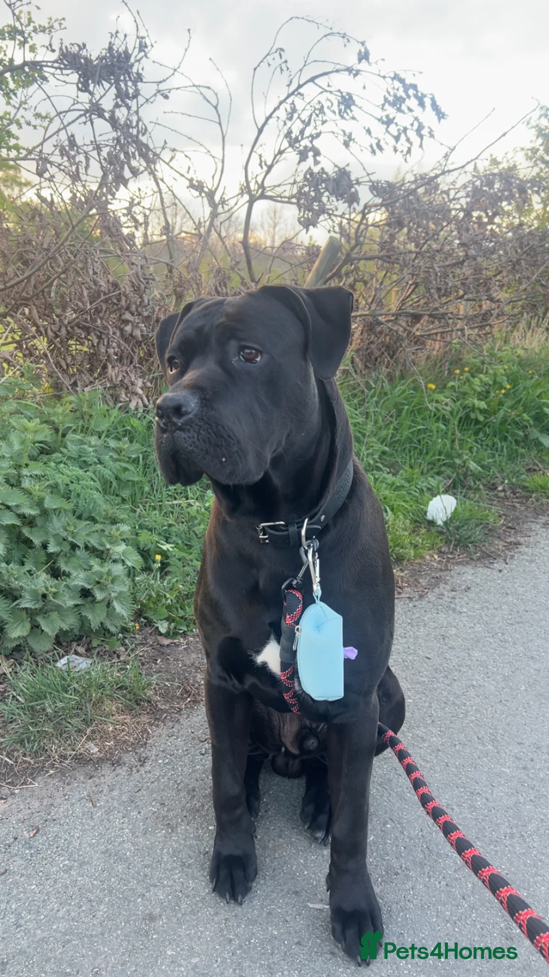 Cane Corso dogs for sale: Cane corse  in Wakefield - Advert 1