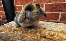 Mini Lop rabbits for sale: Mini Lops bunnies (1 Boy) ready now 10 weeks - Image 1