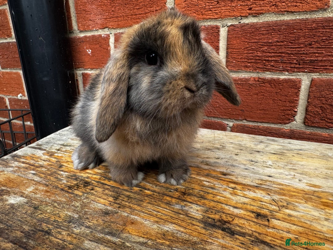 Mini Lop rabbits for sale: Mini Lops bunnies (1 Boy) ready now 10 weeks - Image 1