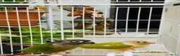 Conures birds for sale: TWO GORGEOUS 9 WEEK OLD CONURES  - Advert 10