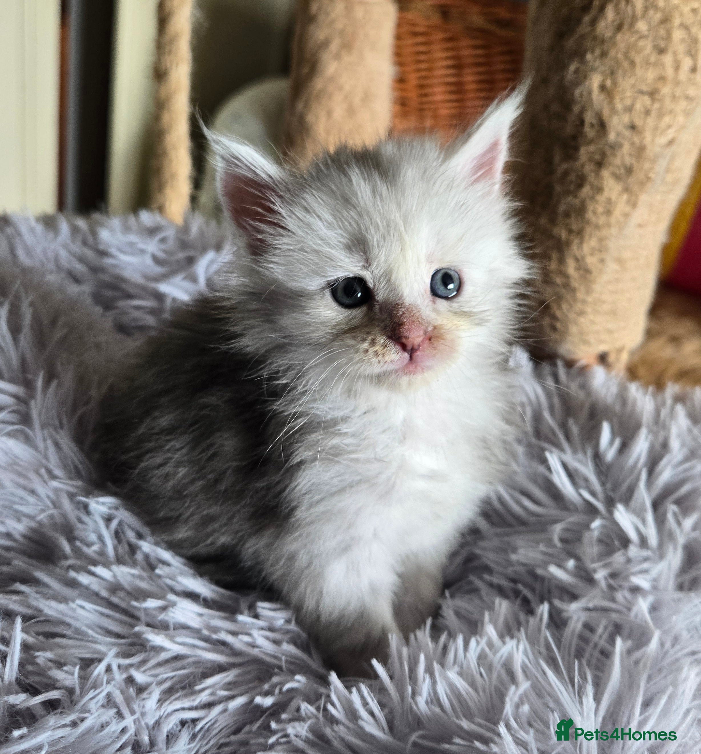Maine Coon cats Stunning TICA Maine Coon kittens - Advert 2