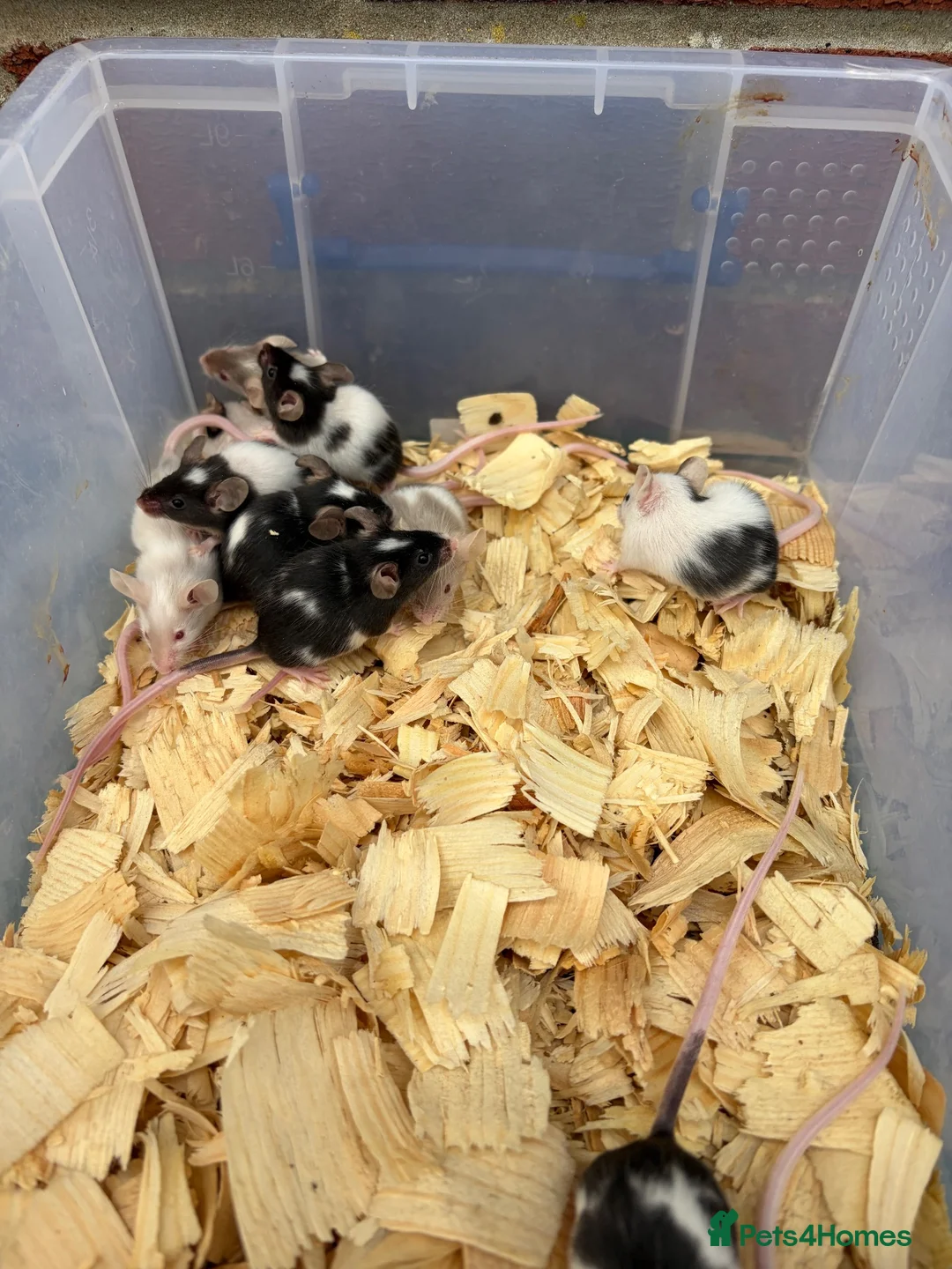 Mouse rodents for sale: Fancy mice for sale  - Advert 2