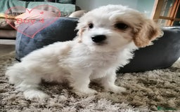 Cavachon dogs for sale: Cavachon Puppies - Image 24