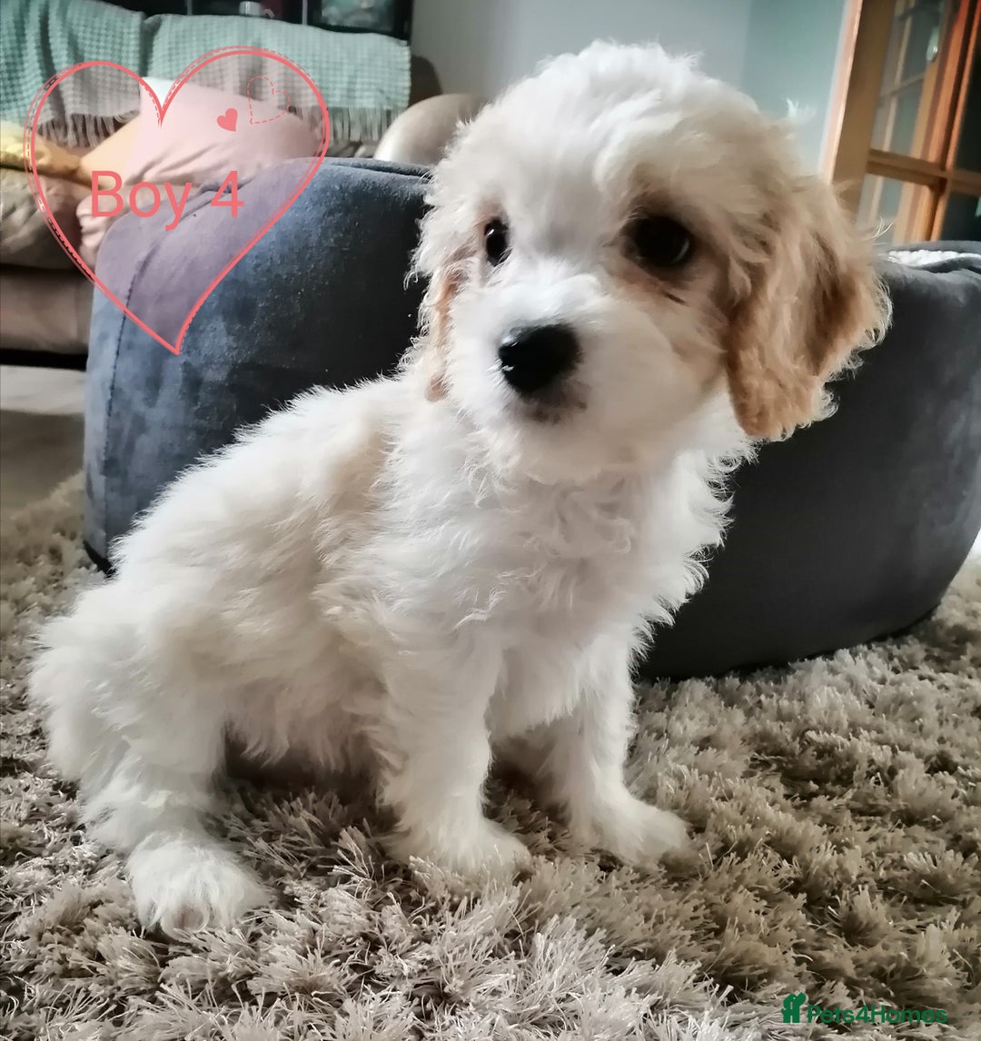 Cavachon dogs for sale: Cavachon Puppies - Image 24