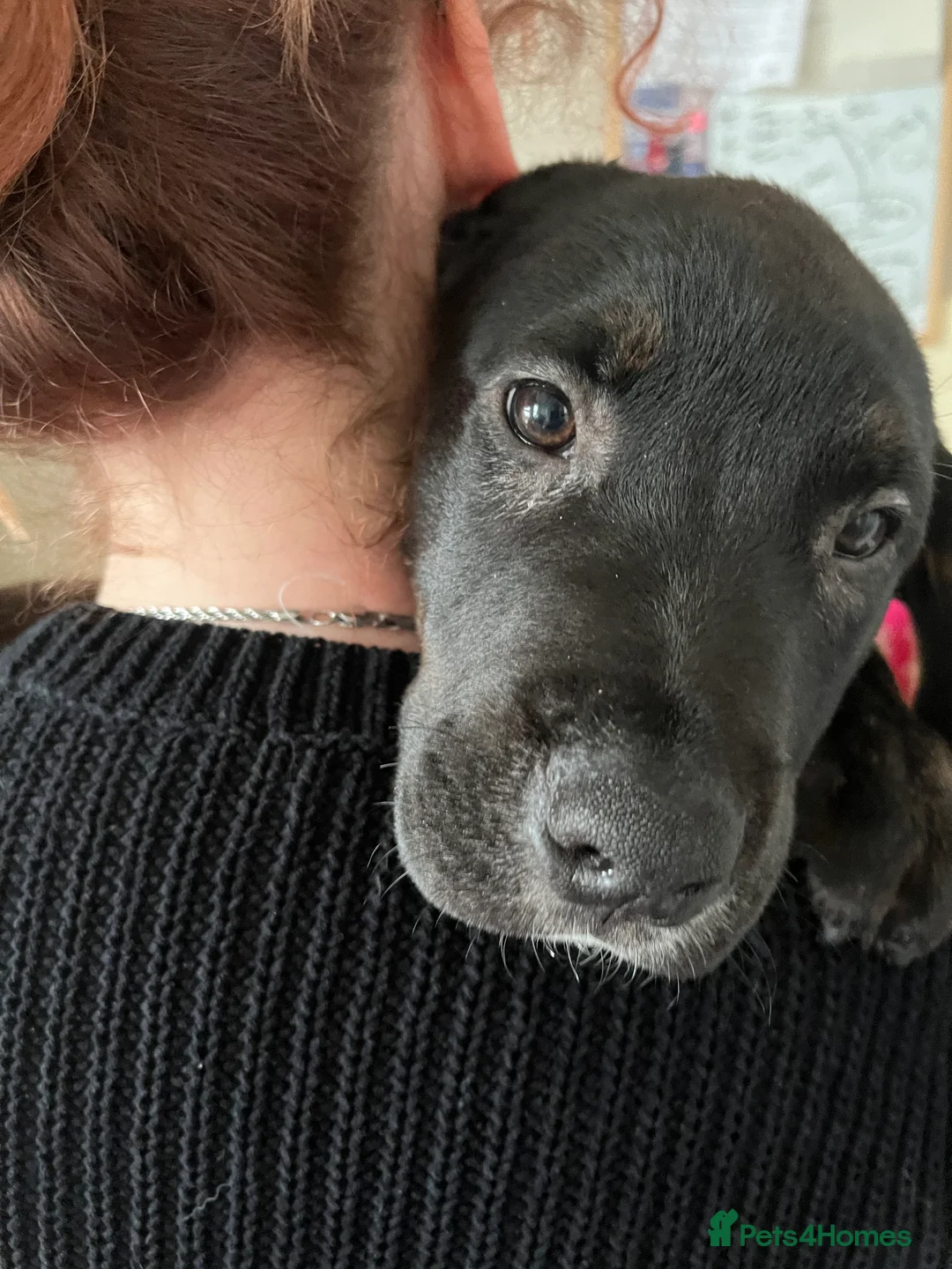 Mixed Breed dogs for sale: Bullmastiff cross puppies  - Advert 5