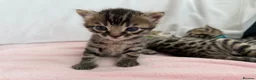 Bengal cats for sale: Half Bengal kittens - Advert 4