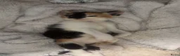 Mixed Breed cats for sale: *Beautiful mixed litter* - Advert 13
