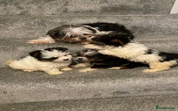 Biewer Terrier dogs for sale:  **  Biewer Terrier Babies Available 🥰 - Image 12