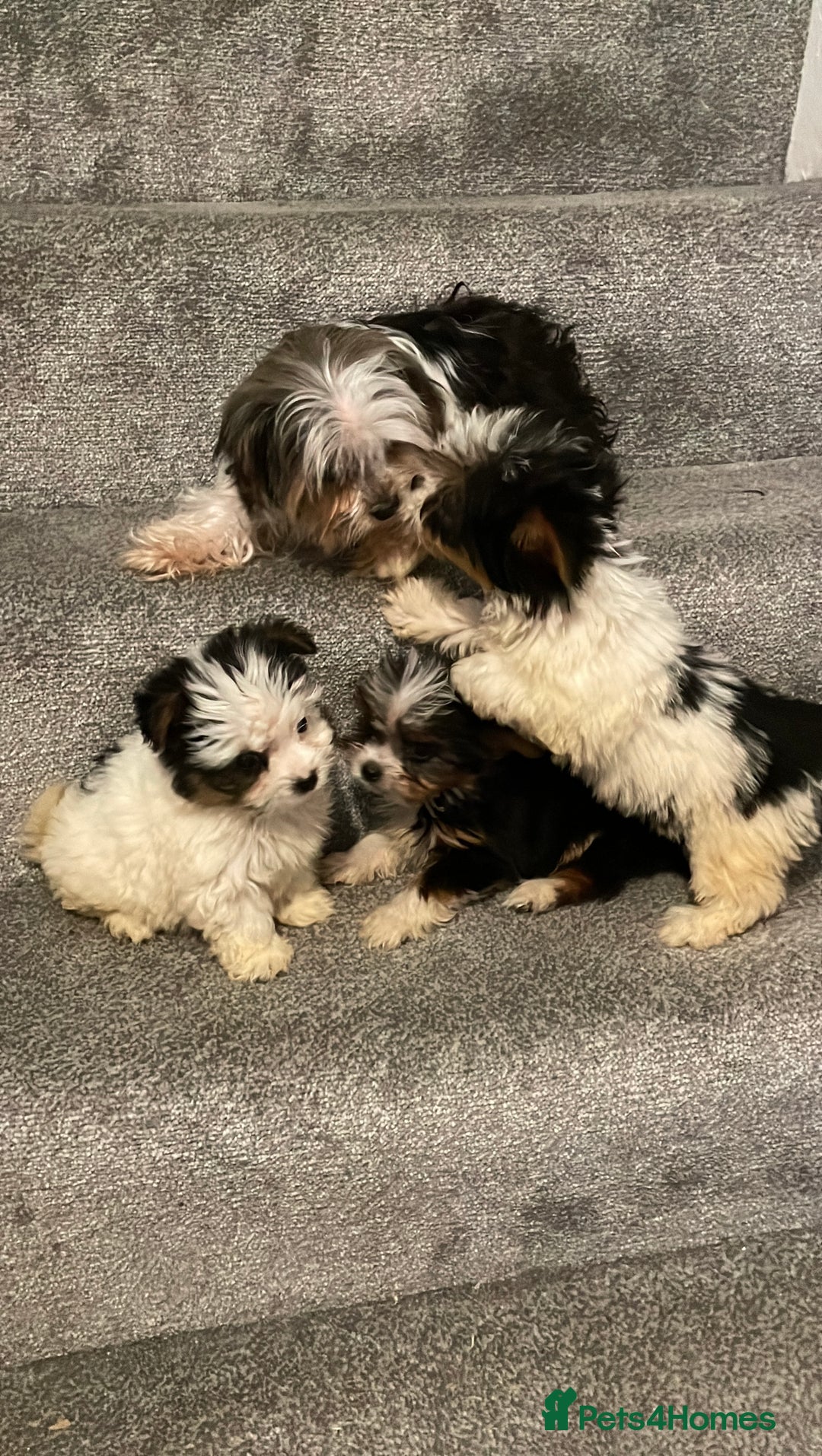 Biewer Terrier dogs for sale:  **  Biewer Terrier Babies Available 🥰 - Image 12