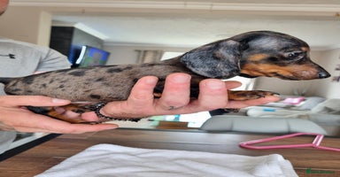 Dachshund dogs - Advert 13