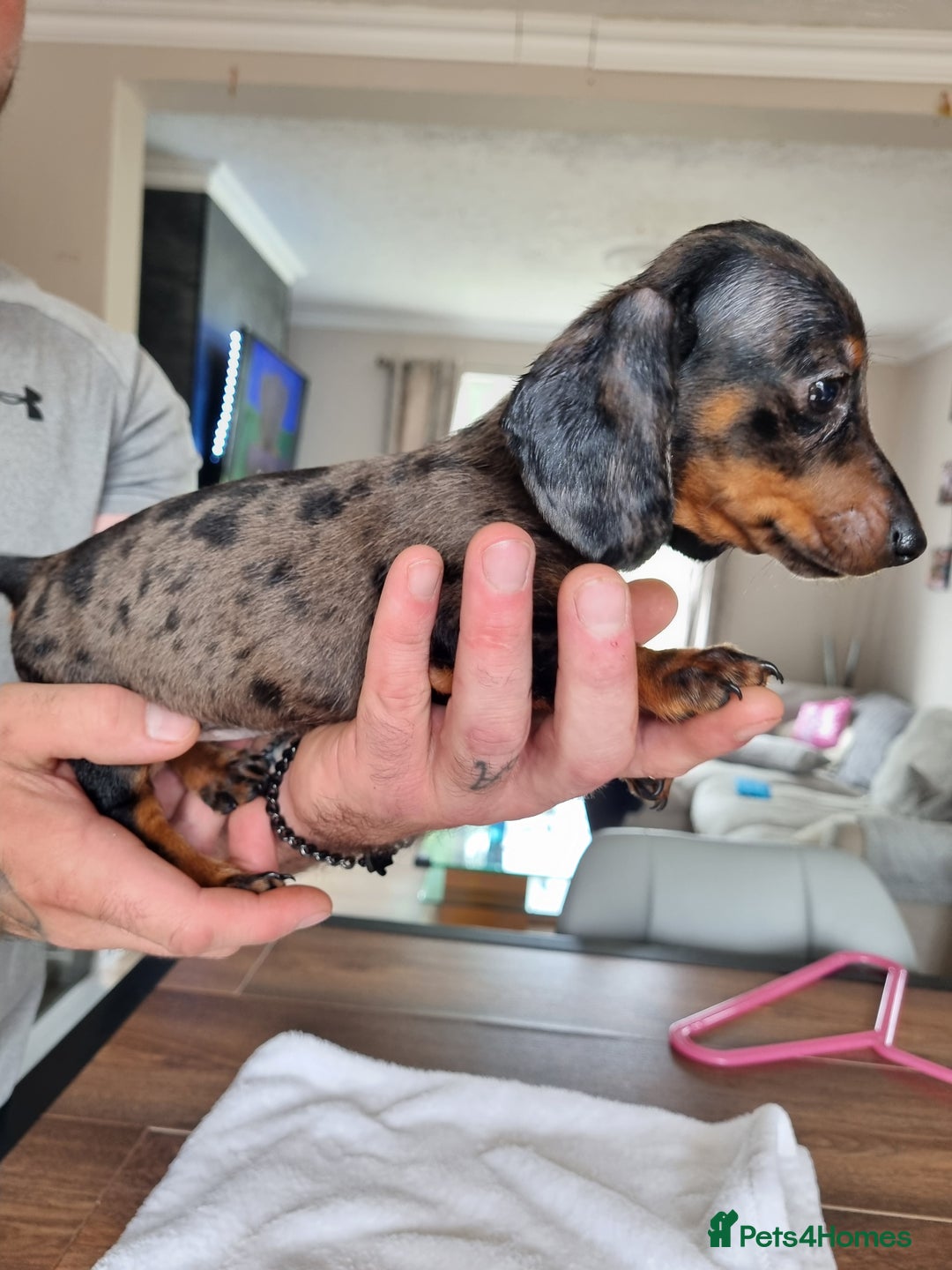Dachshund dogs for sale: 4 beautiful miniature dachshunds. - Image 3