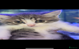 British Shorthair cats for sale: Beautiful British short hair cross kittens - Advert 3