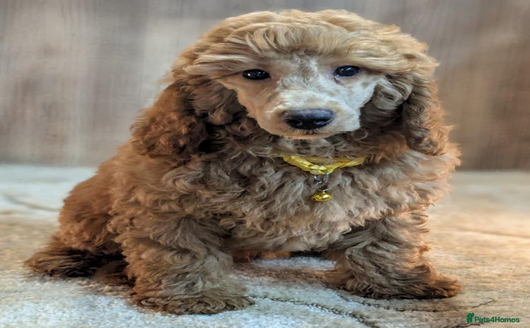 Miniature Poodle dogs - Advert 16
