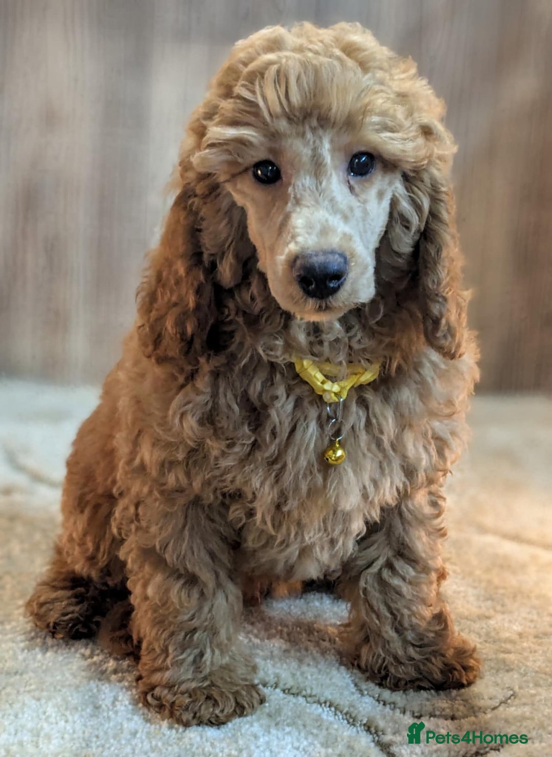 Miniature Poodle dogs for sale: Adorable Miniature Poodle Puppies for Sale - Image 1