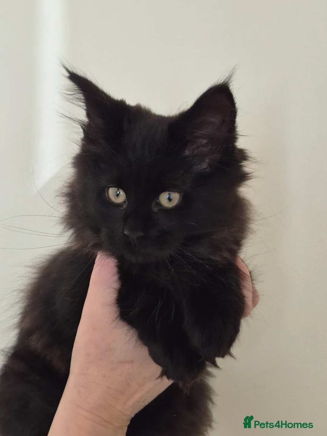 Maine Coon cats for sale: Mainecoon kittens in Plymouth - Advert 12