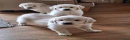 Golden Retriever dogs for sale: Golden Retreiver Puppies  - Advert 5
