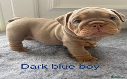 English Bulldog dogs for sale: Beautiful KC lilac & tan English bulldog puppies - Image 19