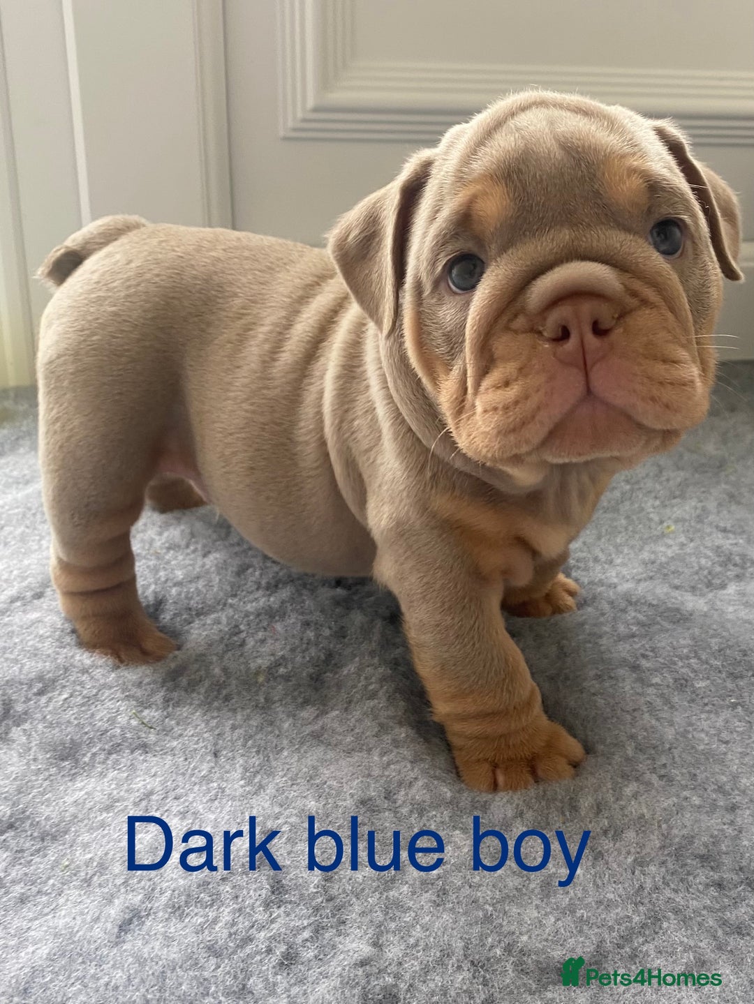 English Bulldog dogs for sale: Beautiful KC lilac & tan English bulldog puppies - Image 19