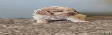 Cockapoo 7