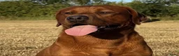 Labrador Retriever dogs for sale: Beautiful KC Reg Dark Fox Red Labrador Puppies - Advert 9