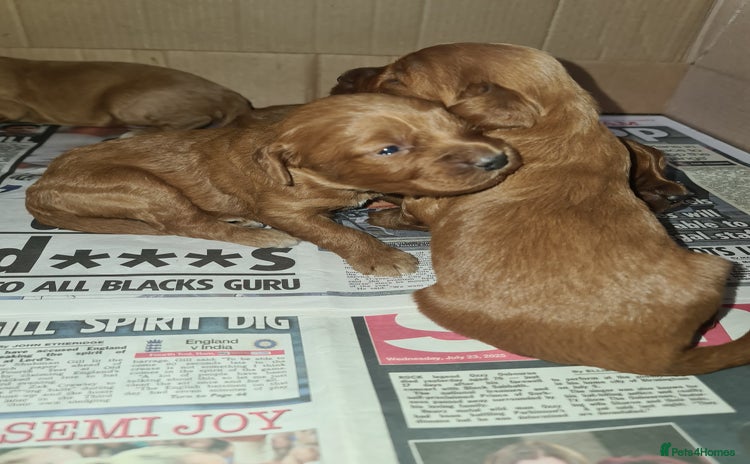 Cockapoo dogs - Advert 13