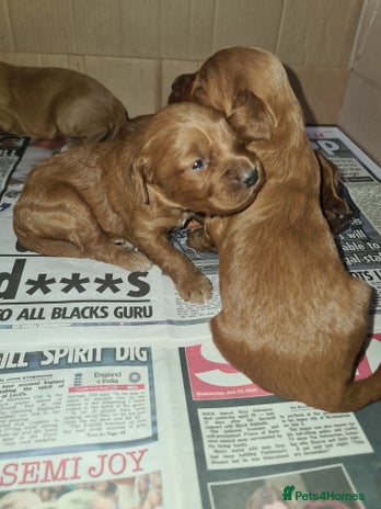 Cockapoo dogs - Advert 13