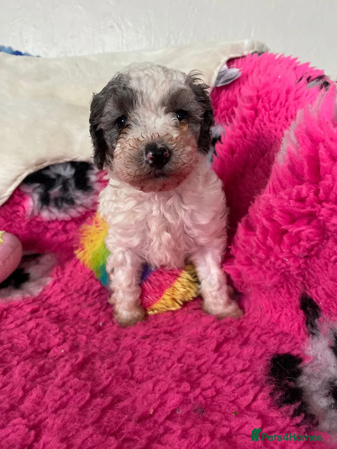 Cavapoo dogs for sale: Beautiful cavapoo puppies ready now - Advert 22