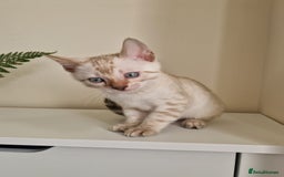 Bengal cats for sale: Stunning Glittered Pedigree Benga kittens  - Image 10