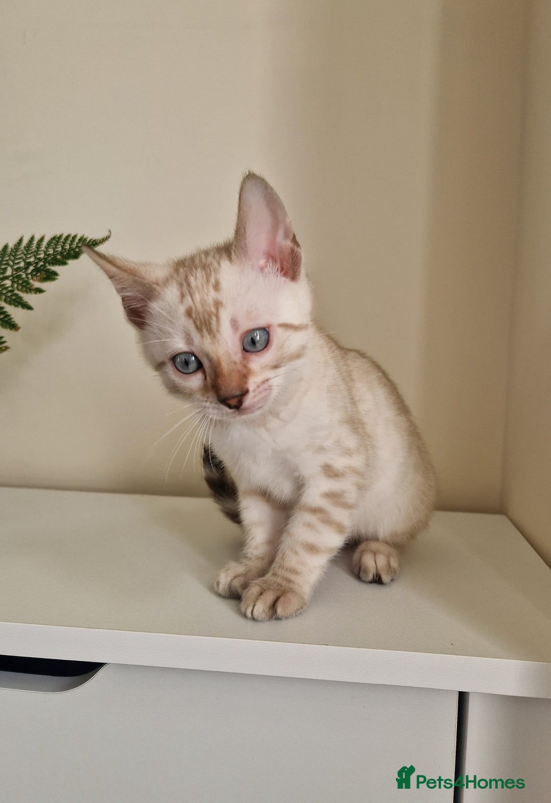 Bengal cats for sale: Stunning Glittered Pedigree Benga kittens  - Image 10