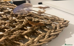 Gecko reptiles for sale: Crested geckos - Image 1