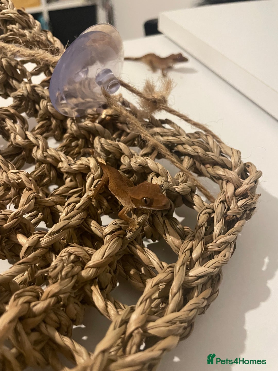 Gecko reptiles for sale: Crested geckos - Image 1