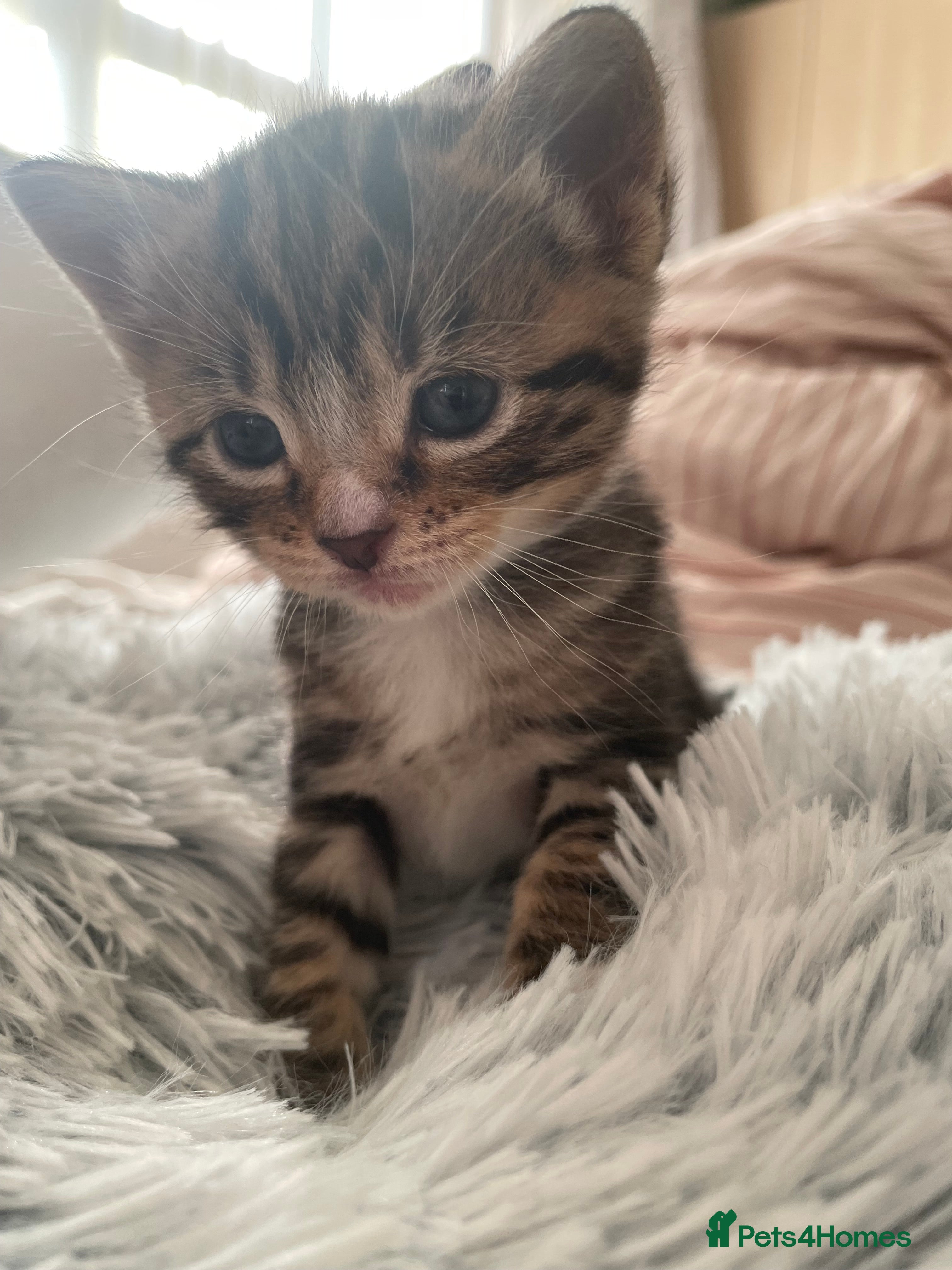 Mixed Breed cats Mixed kitten  - Advert 1