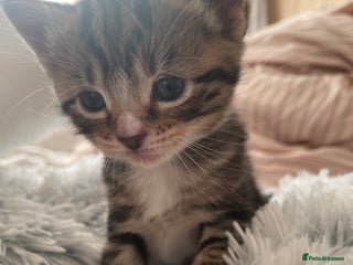 Mixed Breed cats Mixed kitten - Advert 1