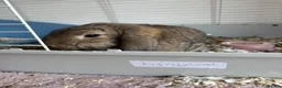 Mixed Breed rabbits for sale: Two female bunnies looking for a new home in Fareham - Advert 5