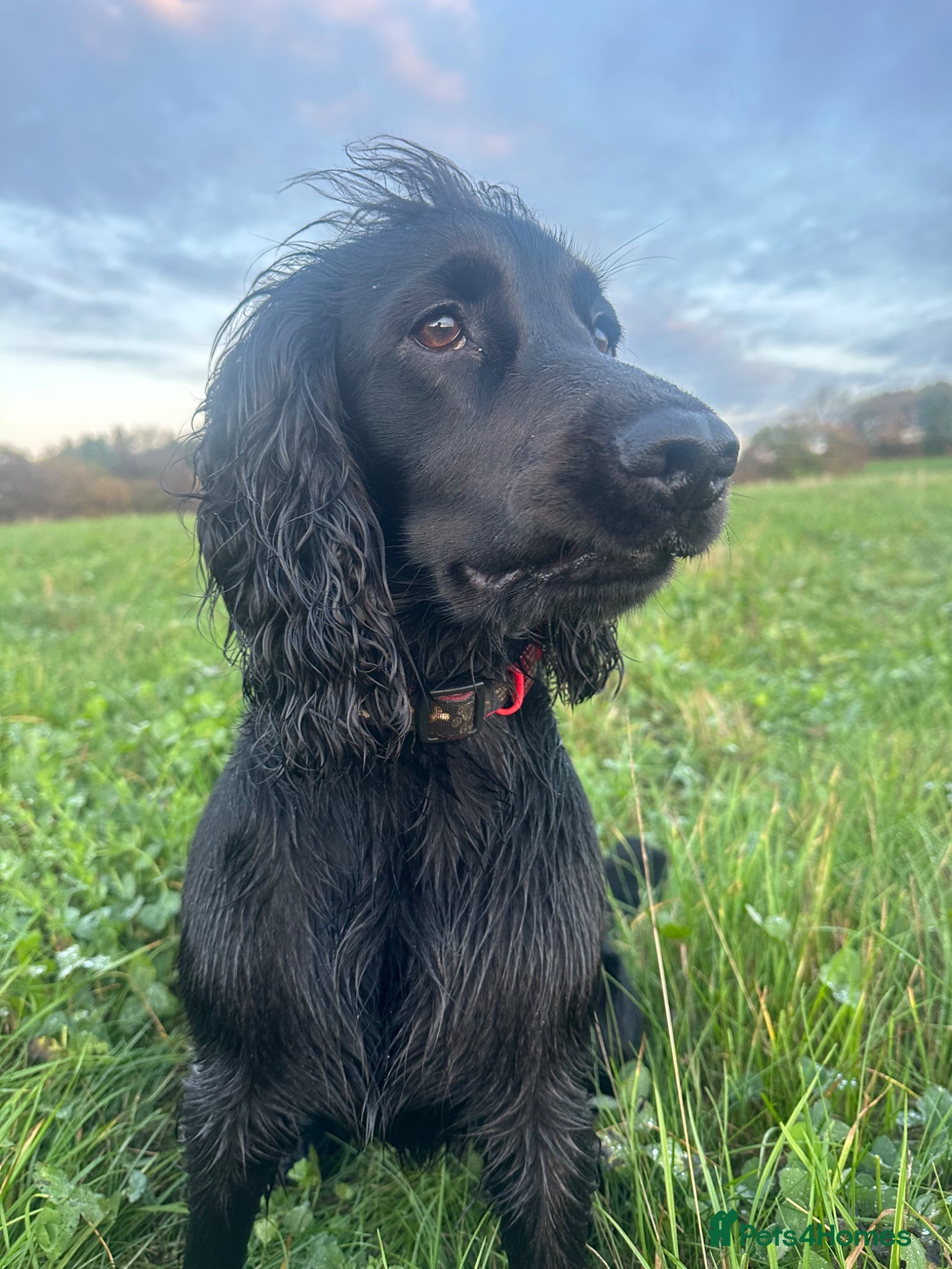 Cocker Spaniel dogs For stud beautiful black working cocker spaniel  - Advert 11