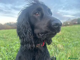 Cocker Spaniel dogs For stud beautiful black working cocker spaniel - Advert 11