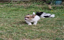 Mixed Breed dogs for sale: Jack Russel x pomeranian - Image 11