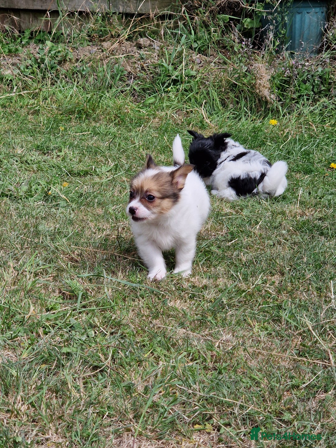 Mixed Breed dogs for sale: Jack Russel x pomeranian - Image 11