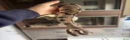 Python Snake reptiles for sale: Free to a good loving home  - Advert 6